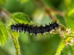 Animales: noviembre 2012