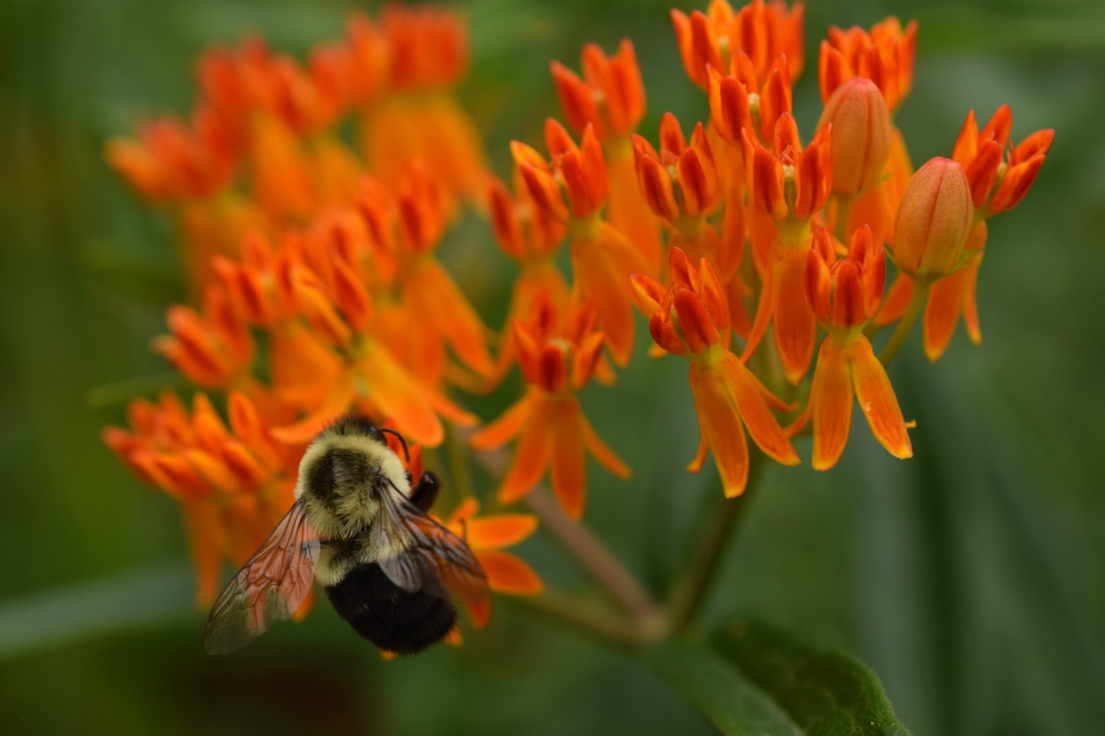Using Georgia Native Plants: A Native Cottage Garden