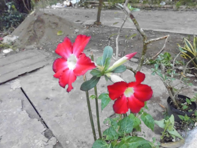 Red Adenium Flower 