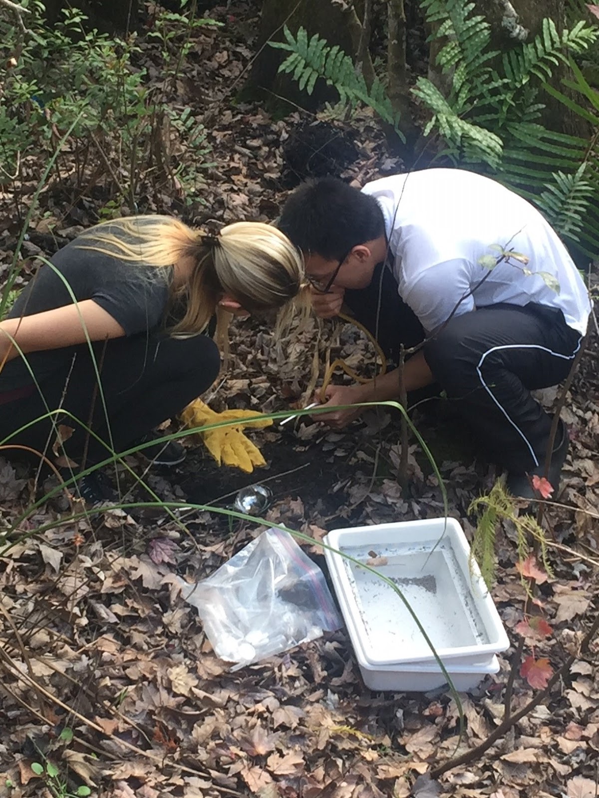 FAU Libraries Jupiter Science Blog Collecting Ant Specimens with Dr