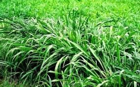 Hasil gambar untuk Rumput benggala