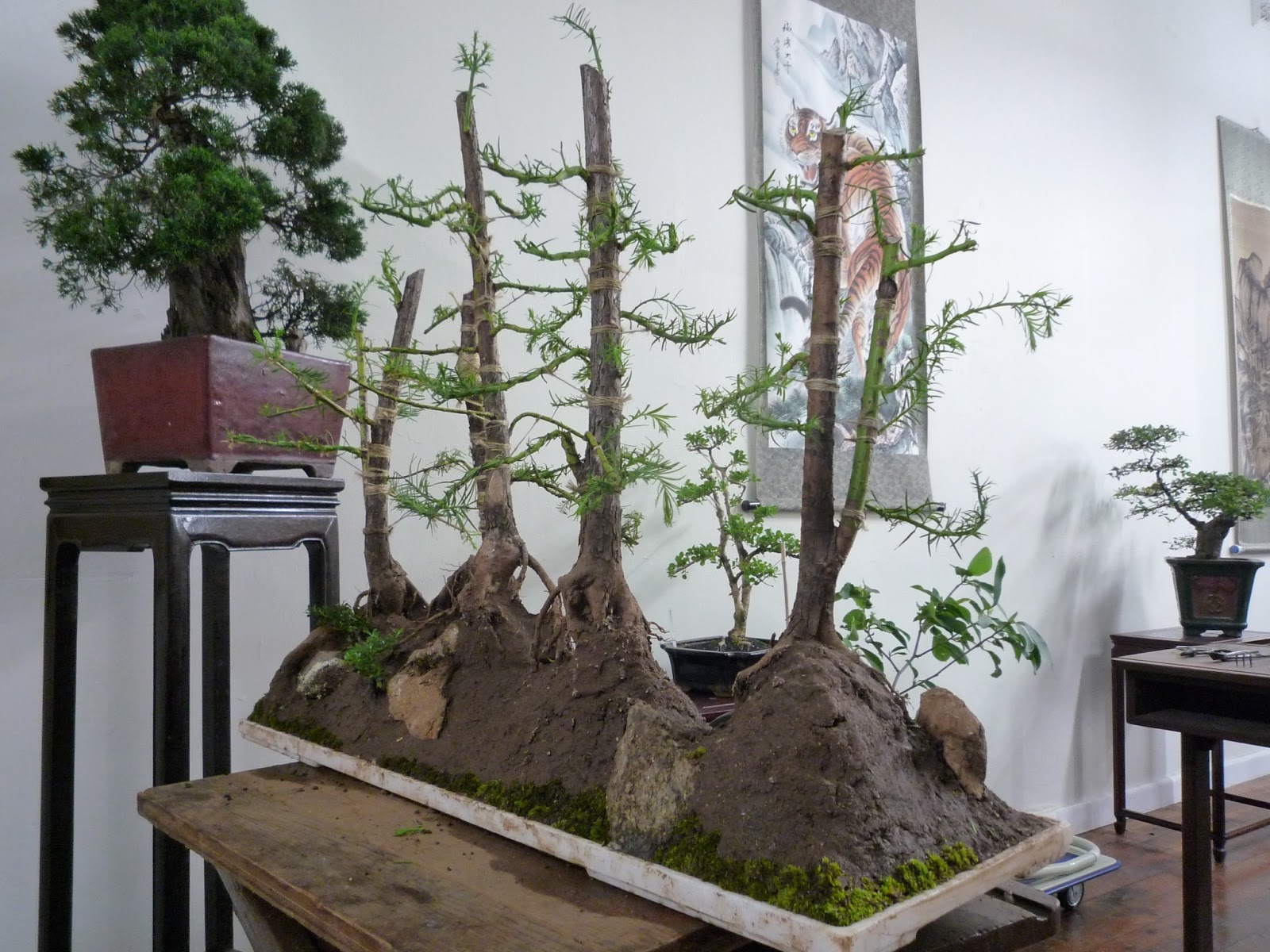 Lingnan Penjing Chinese Swamp Cypress tray setting.