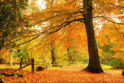 Hermoso paisaje en otoño - Beautiful autumn fall forest landscape
