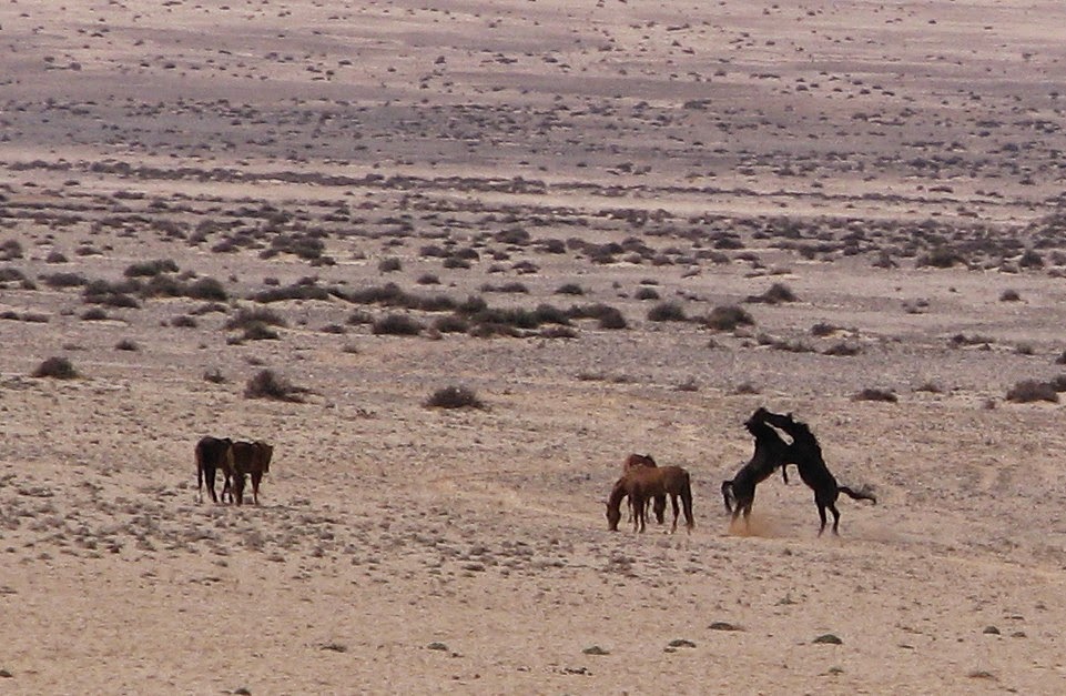 Wilde perde van die Namib