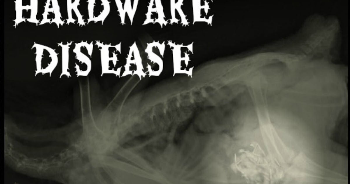 The Chicken Chick® Hardware Disease in Backyard Chickens