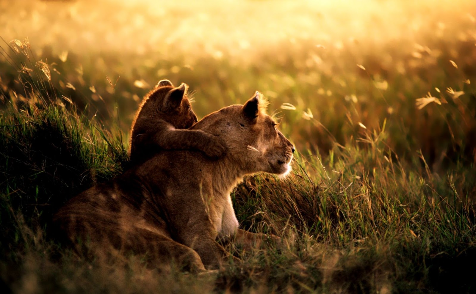 Lion Cub and Mother