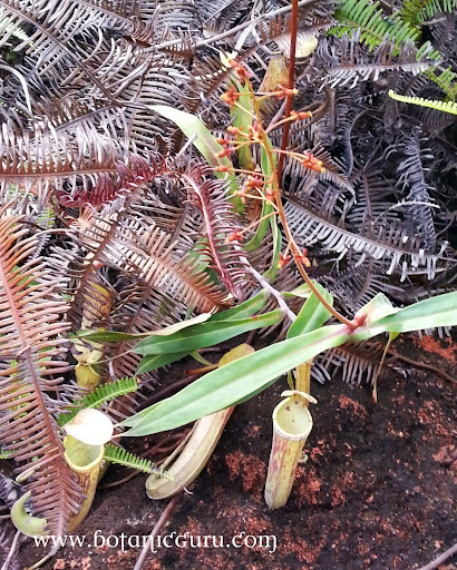 Pitcher Plant Flower