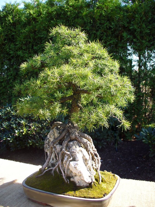 BONSAI VENEZUELA Aspectos Estéticos del Bonsái