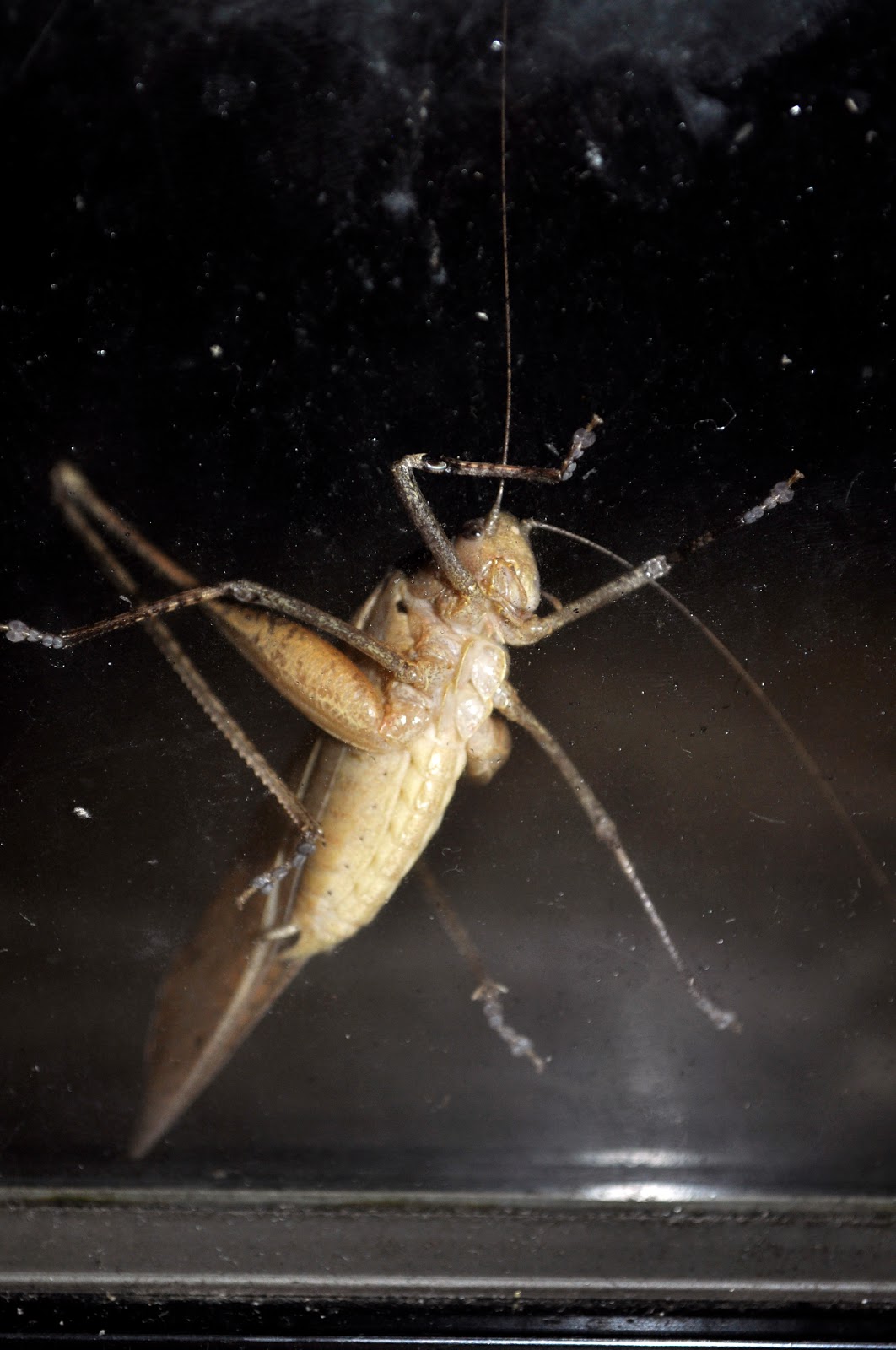 Cripling Insect いきましょう!: October 2012