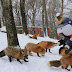 This He "Village fox" Japanese very funny