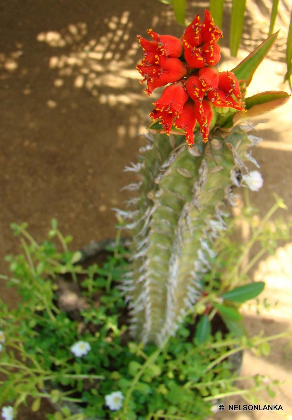 DiscoverSriLanka SRI LANKA FLOWERS [ CACTUS ]