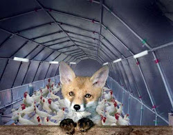 fox hen guarding foxes henhouse hens watching warp charge fda abuse very he henhouses into neil court myth hard left