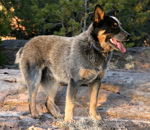 Heat-Stress-Australian-Cattle-Dog-panting