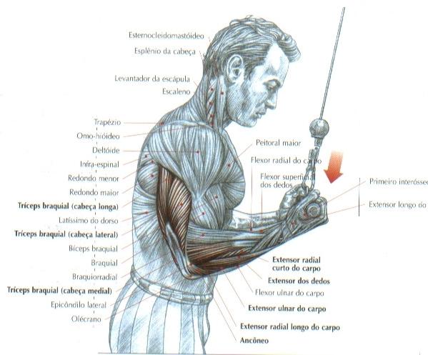 triceps-no-pulley-em-supinacao1.jpg