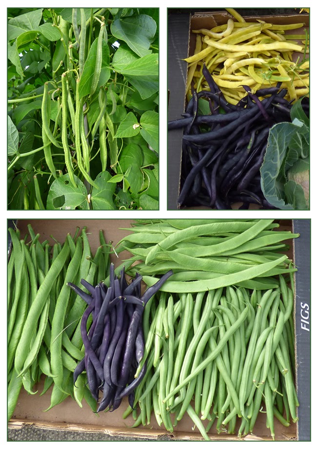 Green Beans In Grow Bags IUCN Water