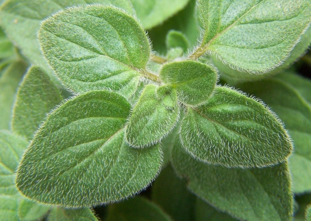 ¿QUÉ ENFERMA Y ENVEJECE AL Homo sapiens L?: OREGANO (Origanum vulgare L ...