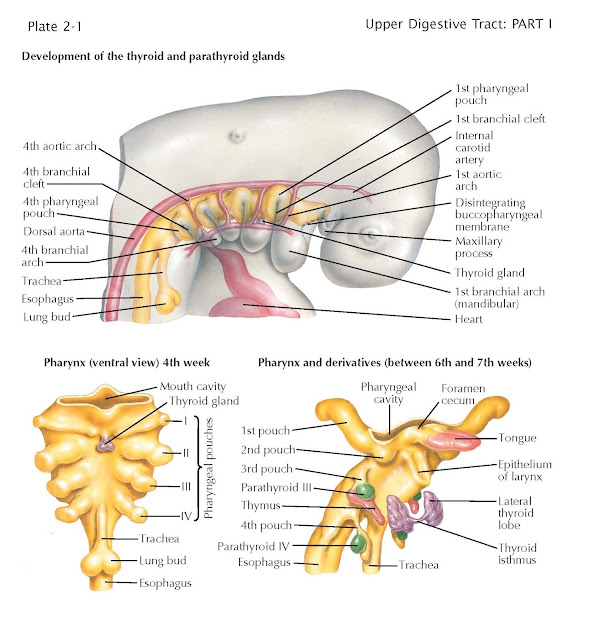 Development of Mouth and Pharynx
