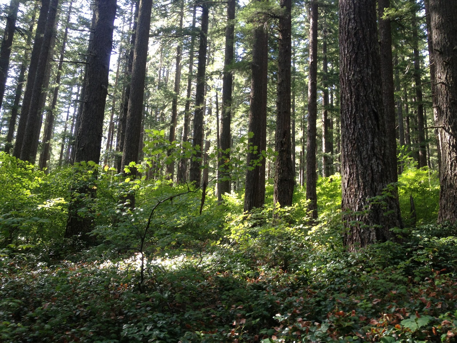 Marys Peak Oregon East Ridge Trail