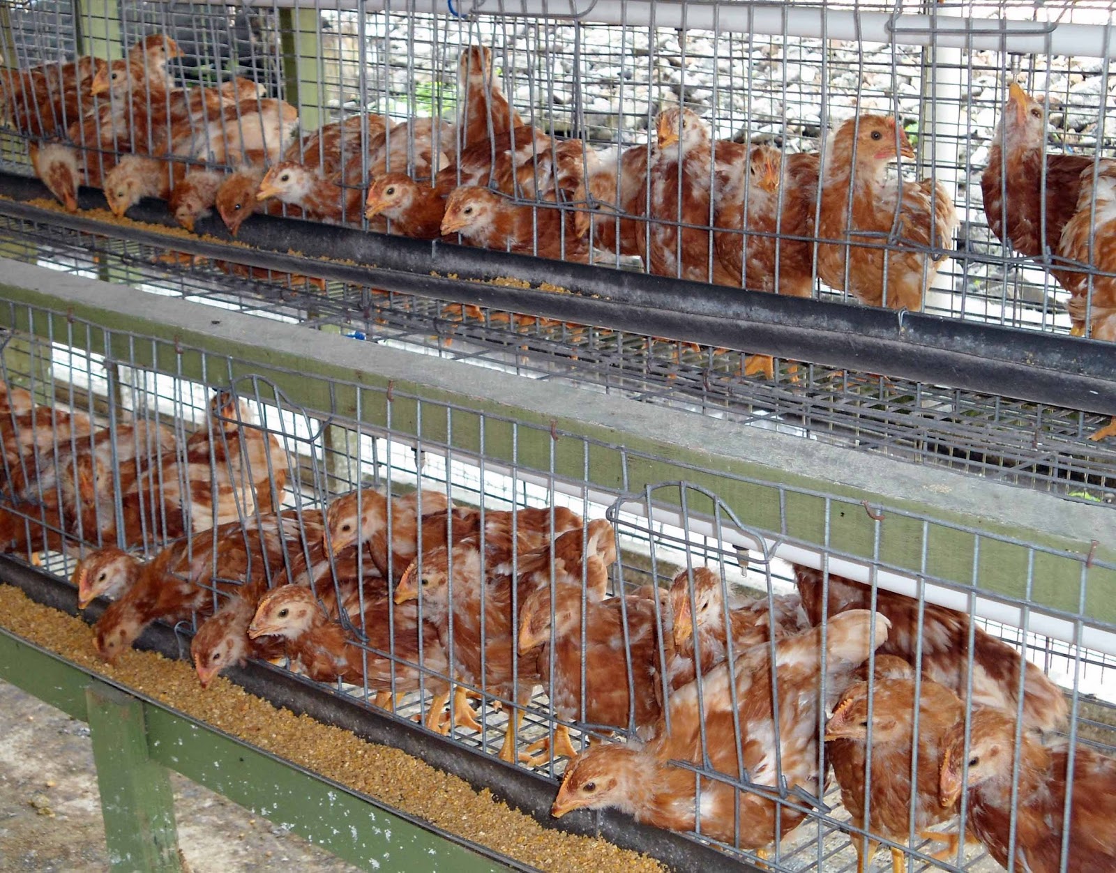 Peluang Bisnis Pullet Petelur Majalah Infovet I Majalah