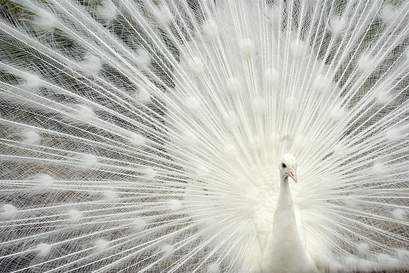 Imágenes del mundo animal Pavo Real Albino Imágenes del mundo animal Pavo Real Albino
