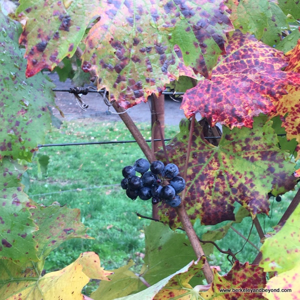 colorful pinot noir grapes on the vine in Willamette Valley in Oregon colorful pinot noir grapes on the vine in Willamette Valley in Oregon