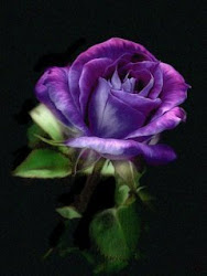 purple roses lap rose valley