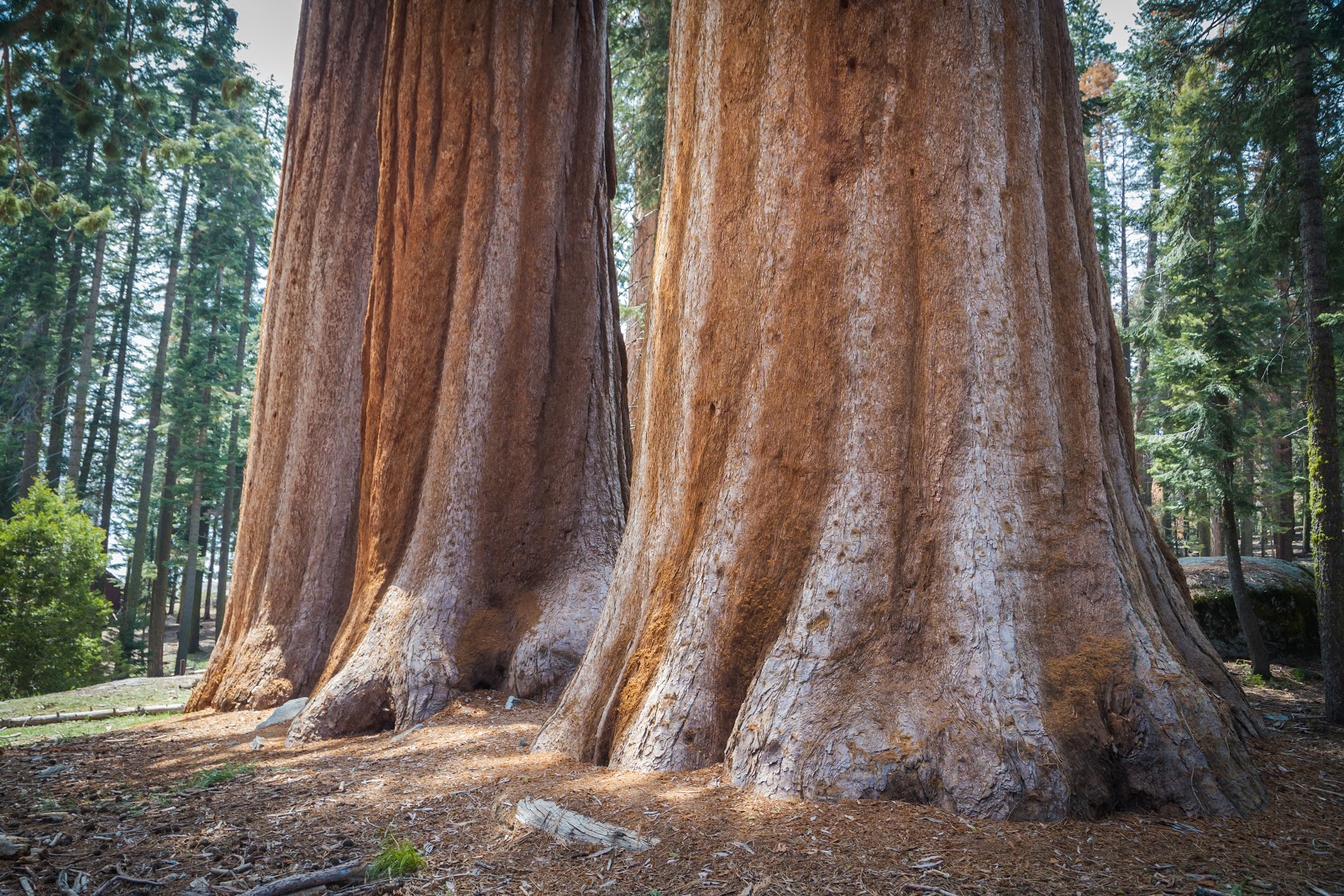 Giant Trees in Sequoia National Park Explore the World with Simon Sulyma