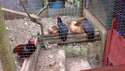 roosting bars chickens backyard raising coop