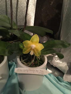 , Orchidee dal mondo – 2016 – Monteporzio Catone, diarid'orchidee