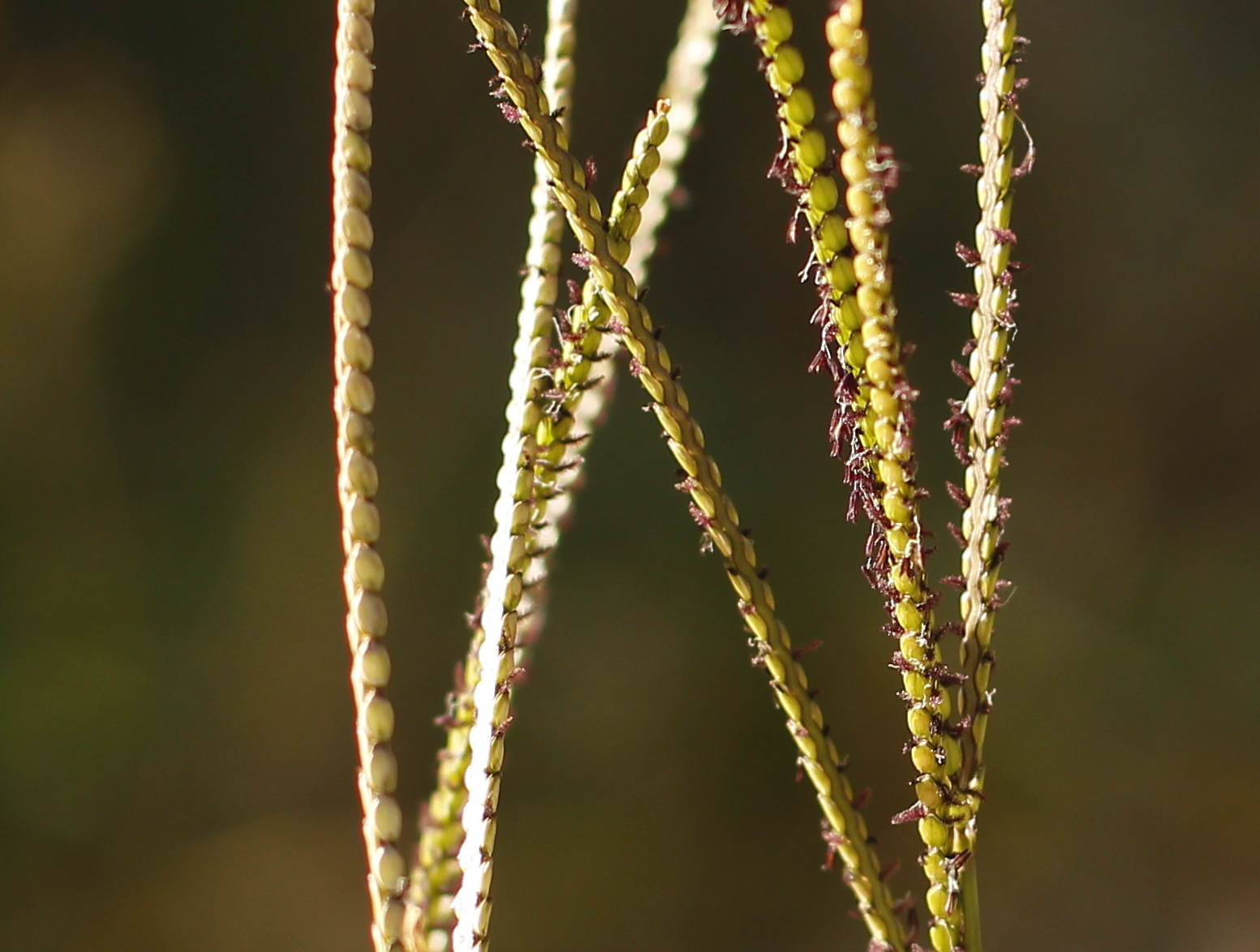 Ondine's Curse bahia grass