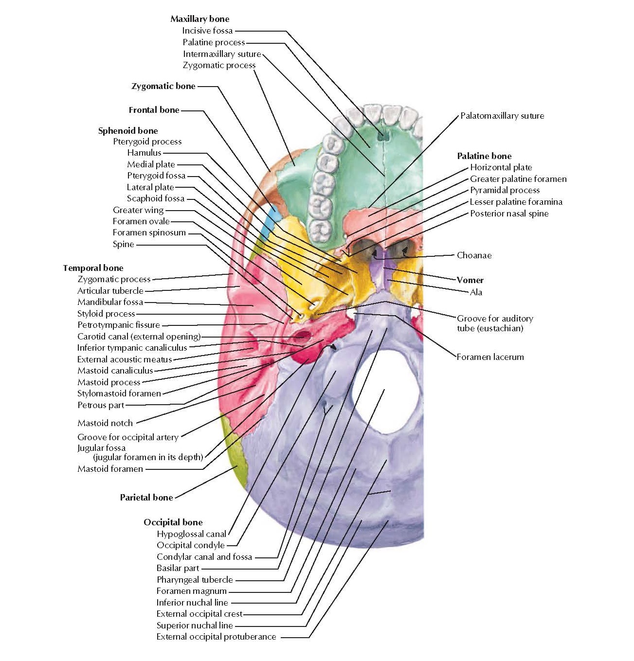 Cranial Base: Inferior View Anatomy