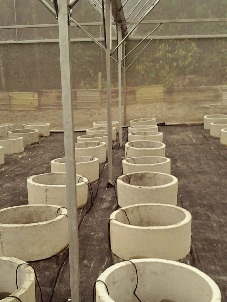 Kekurangan sistem pengairan sawah - Subak