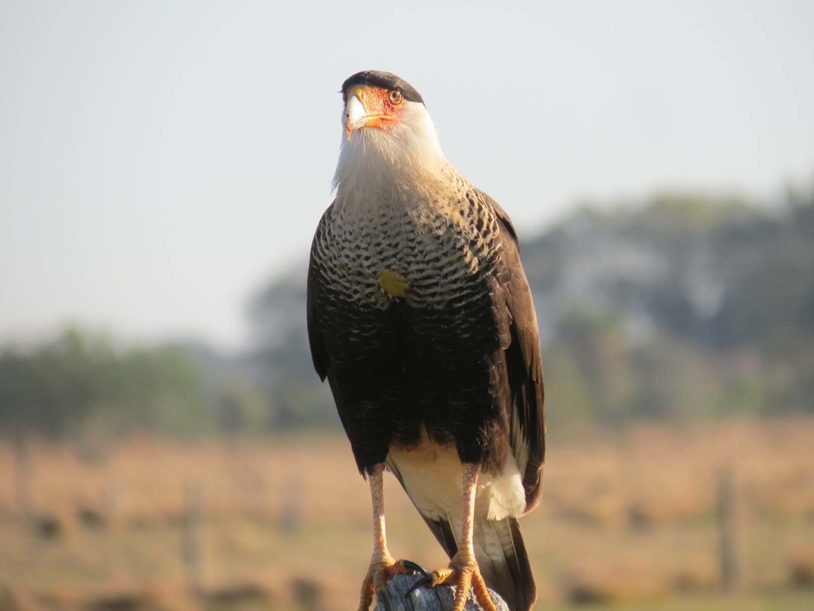 Viewing nature with Eileen: Crested Caracara