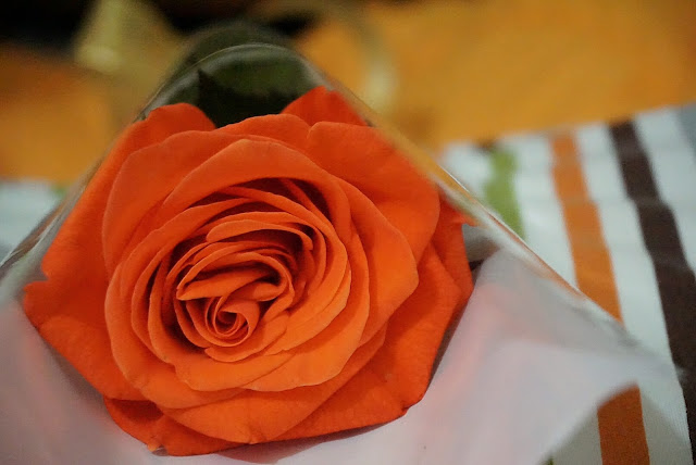  Orange Rose