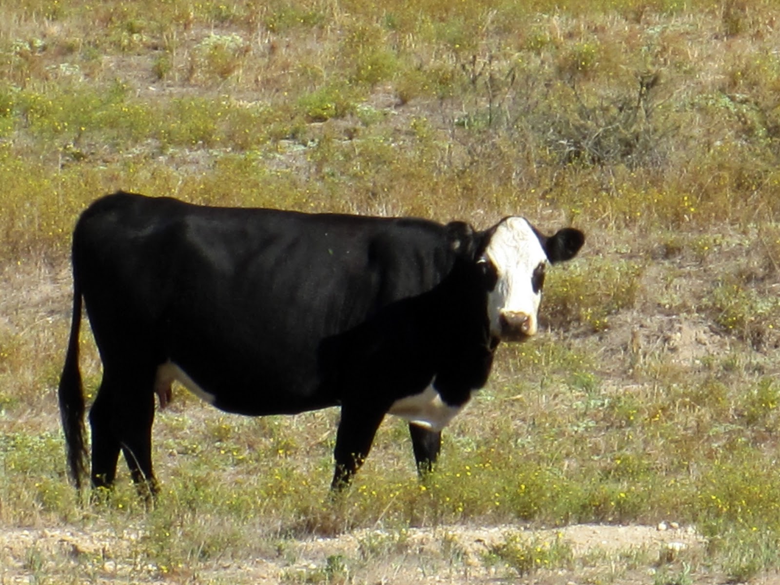 Exploring the Central Coast: Los Flores Ranch Park