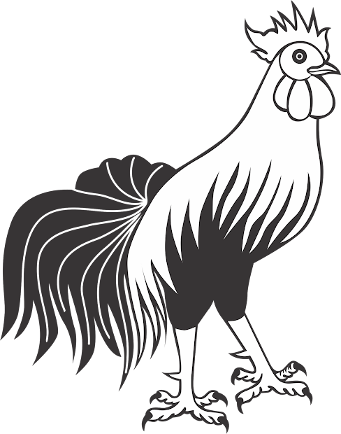 Contoh Gambar Bagaimana Cara Mewarnai Ayam Jago - KataUcap