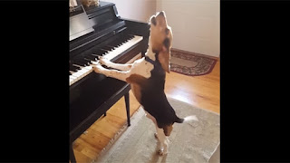 Perro Que Toca El Piano Y Canta