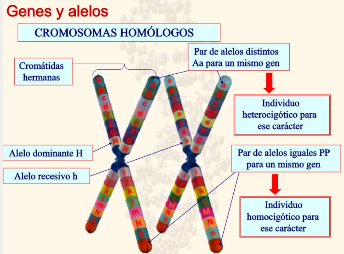 Cría de Periquitos Australianos Herencia Genética Guía Básica. Cría de Periquitos Australianos Herencia Genética Guía Básica.
