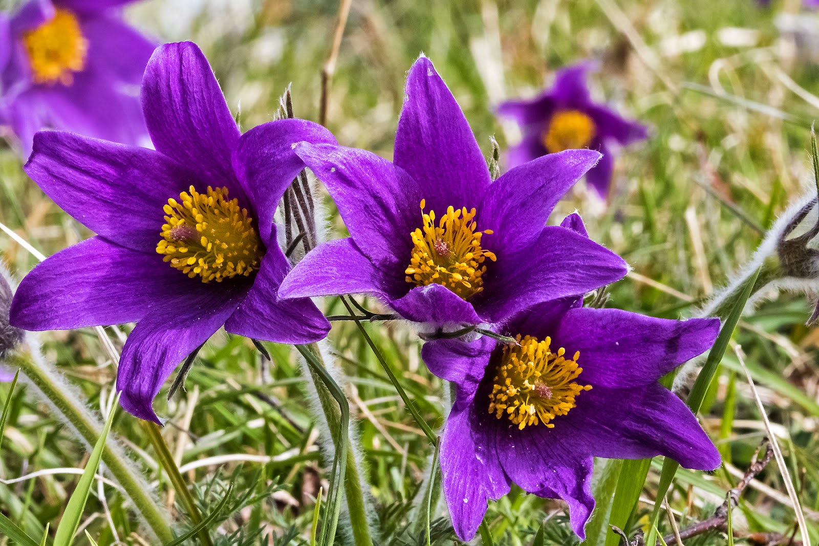 PETER'S PORTFOLIO..............Bird & Wildlife Photography Pasque Flowers