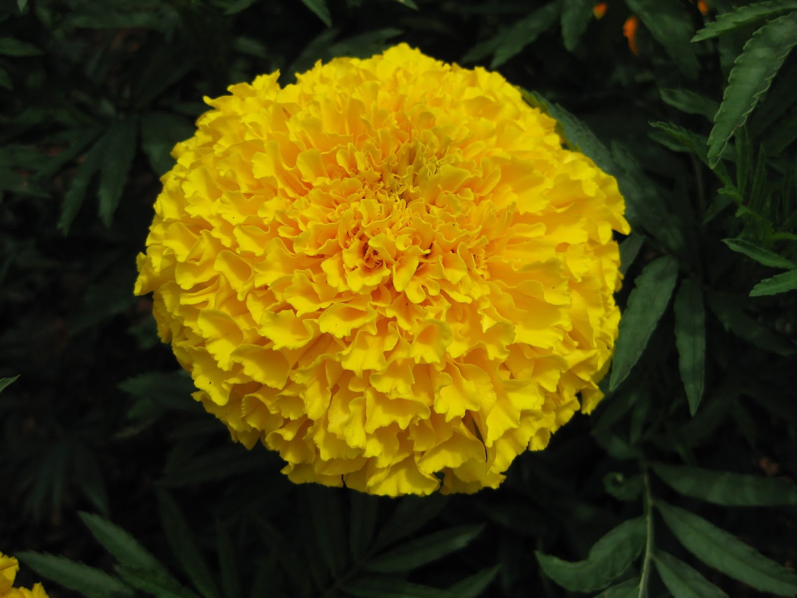 Orange Tubular Flowers Archives Ramblings From A Desert Garden