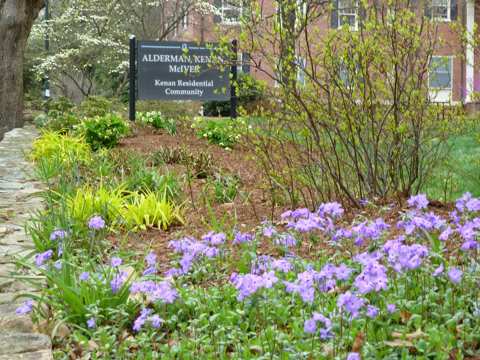 Flower Gardens Some of my UNC Chapel Hill Gardens