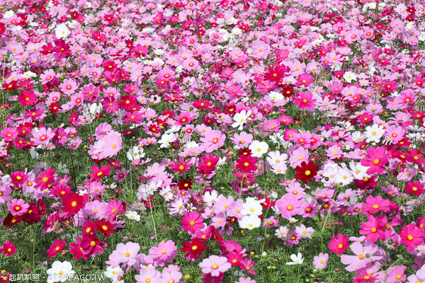 台中后里景點|后里花田綠廊|環保公園|1.2公頃繽紛花海|棒棒糖花海 台中后里景點|后里花田綠廊|環保公園|1.2公頃繽紛花海|棒棒糖花海