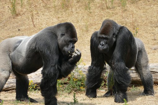 Gorilas (imagenes) - Gorillas images