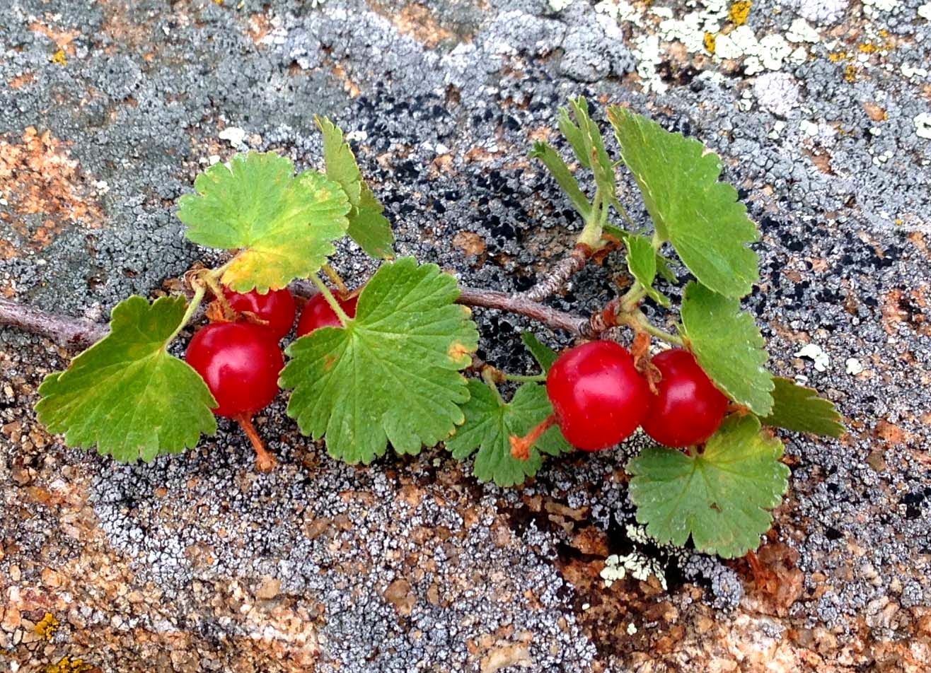 Edible plants in wyoming