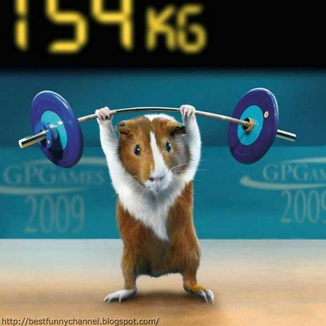 Guinea pig weightlifter. 