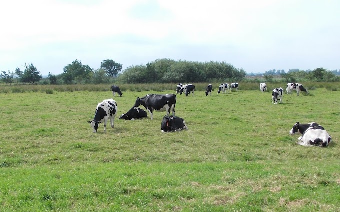 Zwart witte Friese koeien achtergrond