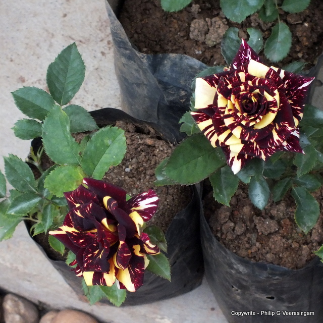 Images of Sri Lanka on Roses, Waters Edge, Colombo, Sri