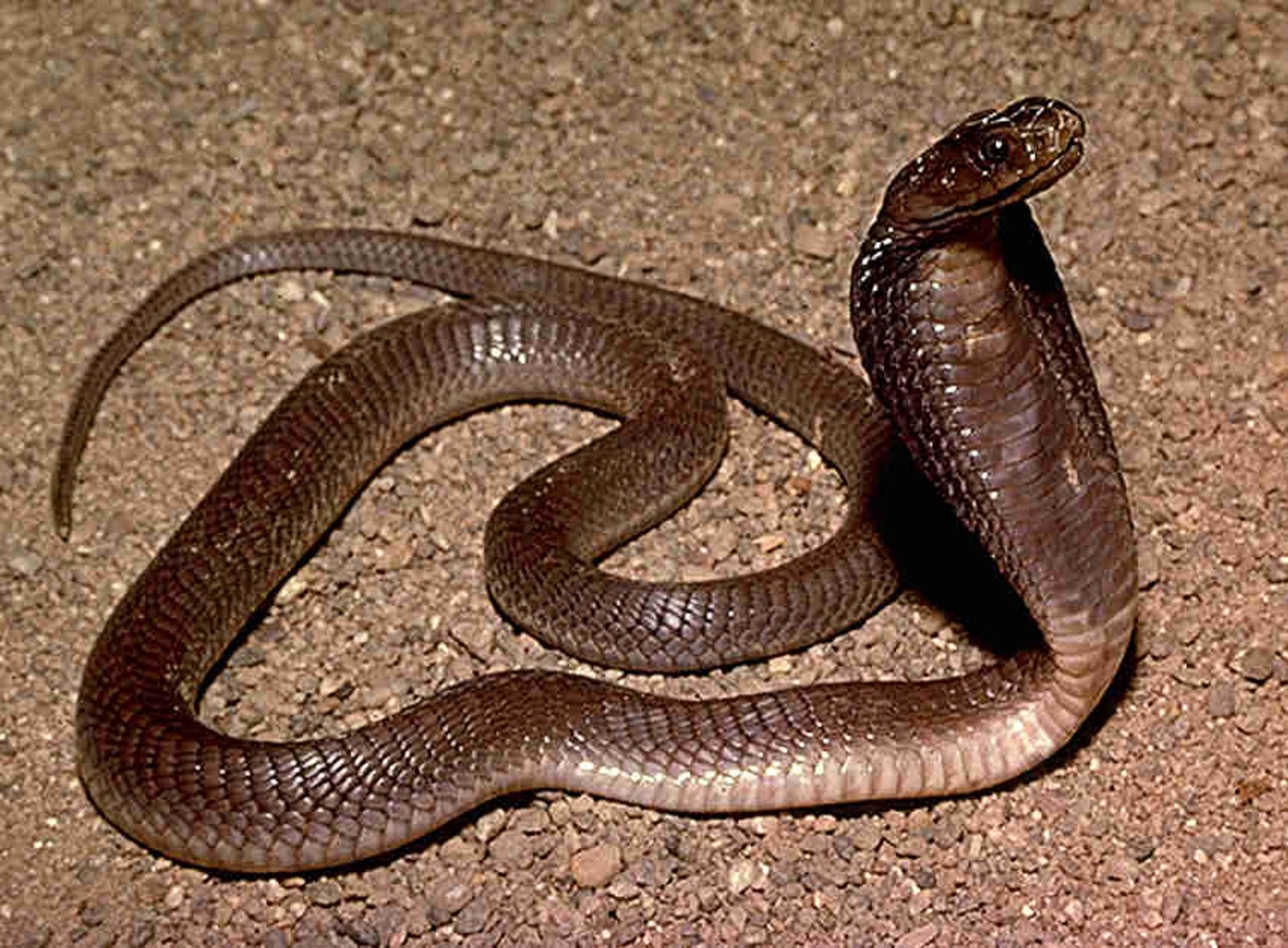 Самые ядовитые змеи фото. Кобра удав желтопузик уж. Ядовитая змея Королевская Кобра. Змея Тайпан голубая. Филиппинская Кобра.