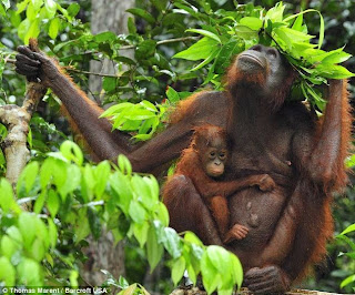 Orangutan+with+leaf+hat