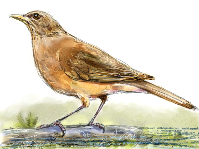 Clay-colored thrush sketch painting. Bird art drawing by illustrator Artmagenta